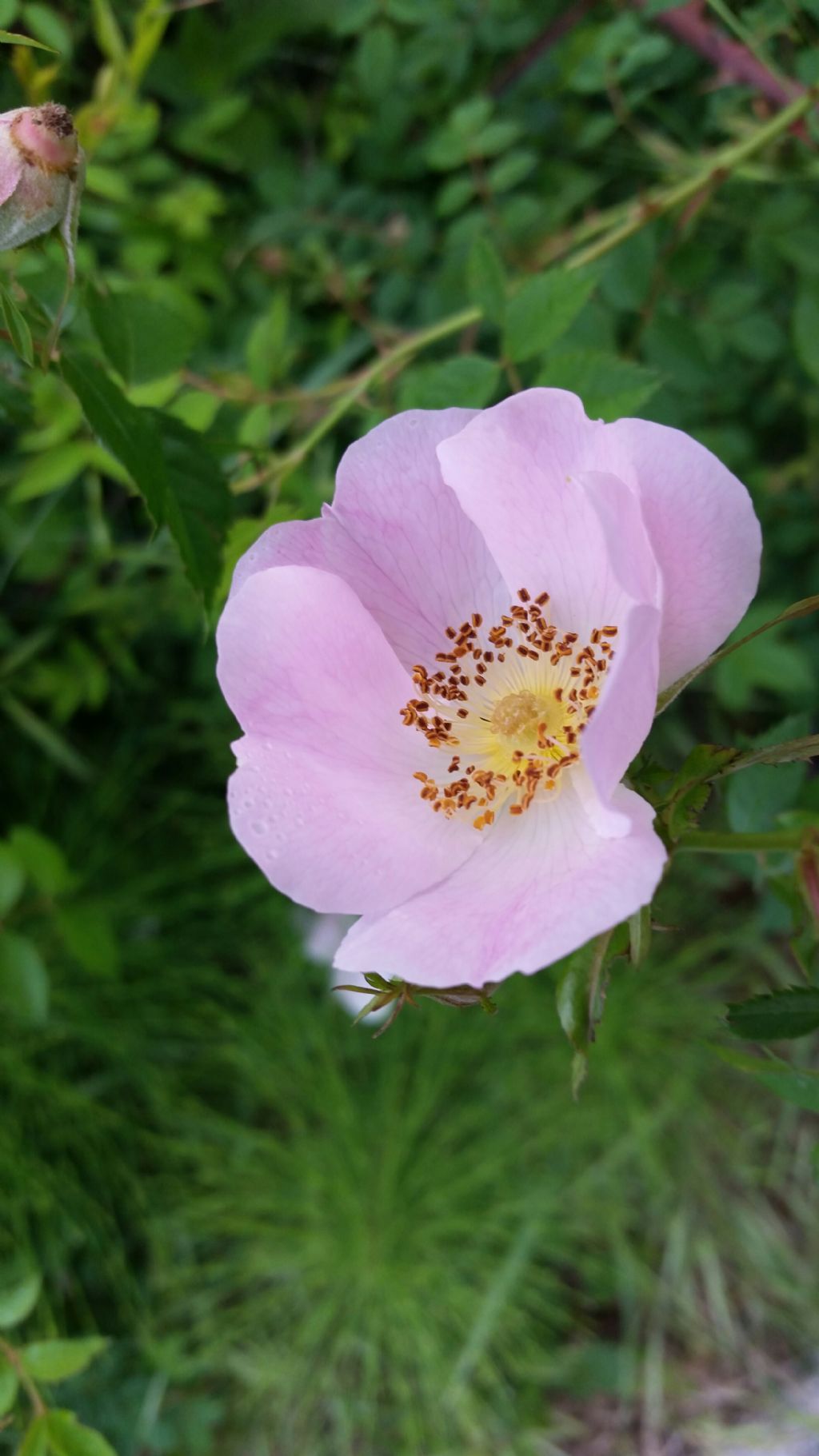 Rosa gr. canina